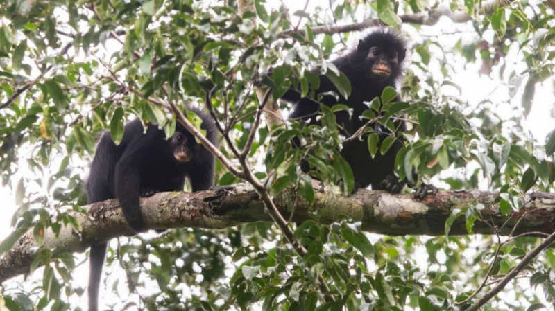 Оранжевые губы и&nbsp;черный окрас: в&nbsp;джунглях Конго нашли новый вид обезьян